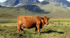 Belle vache rousse prés du loch Slapin